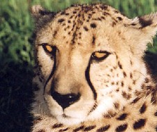Cheetah1